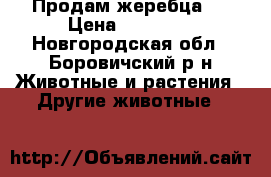 Продам жеребца . › Цена ­ 80 000 - Новгородская обл., Боровичский р-н Животные и растения » Другие животные   